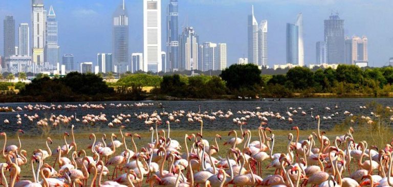Ras Al Khor Wildlife Sanctuary
